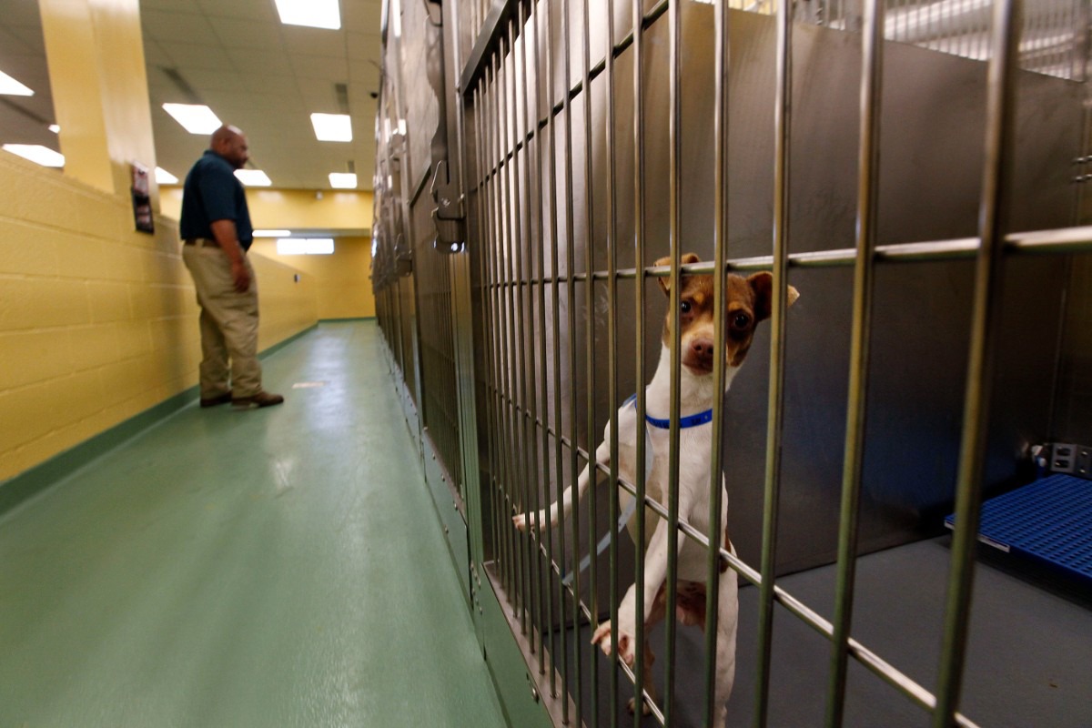 Local animal shelters at all-time low during COVID-19 outbreak - The